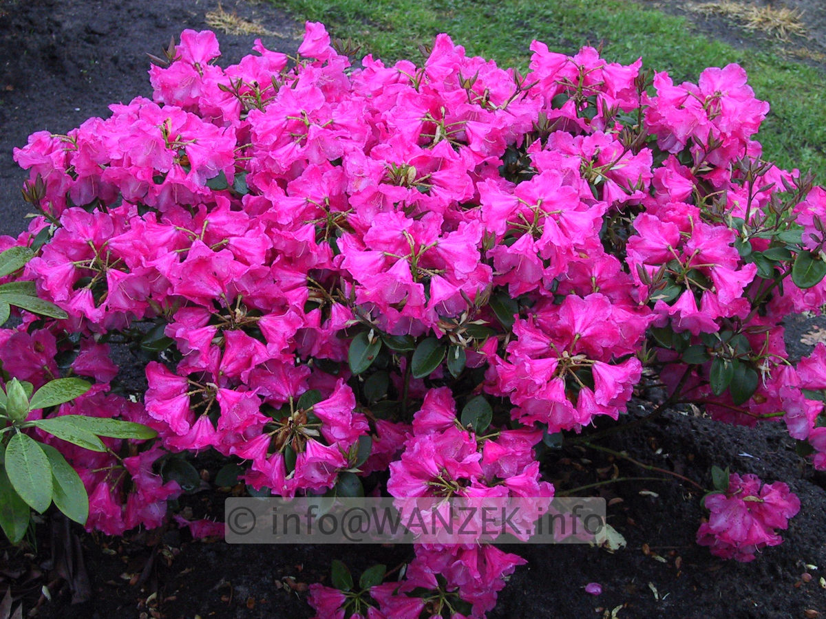 Rhododendron williamsianum Gartendirektor Glocker 01.JPG